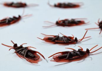 Dijamin Ampuh, Berikut 4 Cara Mengusir Kecoa di Rumah dengan Cepat dan Praktis