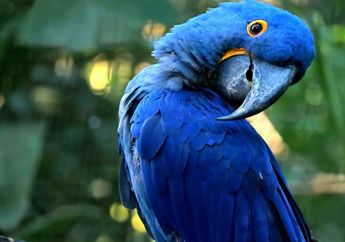 Arti Mimpi Memelihara Burung Beo Ternyata Punya Makna yang Beragam Sesuai Warna, Berikut Penjelasannya