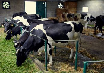 8 Fakta Unik Sapi Perah yang Jarang Orang Tahu, Punya 4 Bagian Perut Berbeda Loh