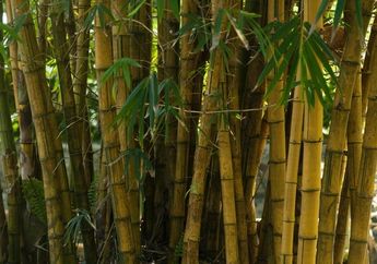 5 Arti Mimpi Menanam Pohon Bambu Memang Pertanda Baik, Konon Simbol Kesuksesan dan Awal Baru