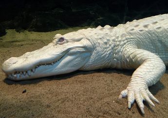 5 Arti Mimpi Melihat Buaya Putih, Bawa Pesan Keberuntungan atau Justru Kesialan? Simak Penjelasannya