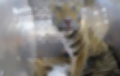Harimau Siberia Dilepaskan ke Alam Liar, Setahun Kemudian Terdengar Berita Mengejutkan di Dekat Perbatasan Tiongkok