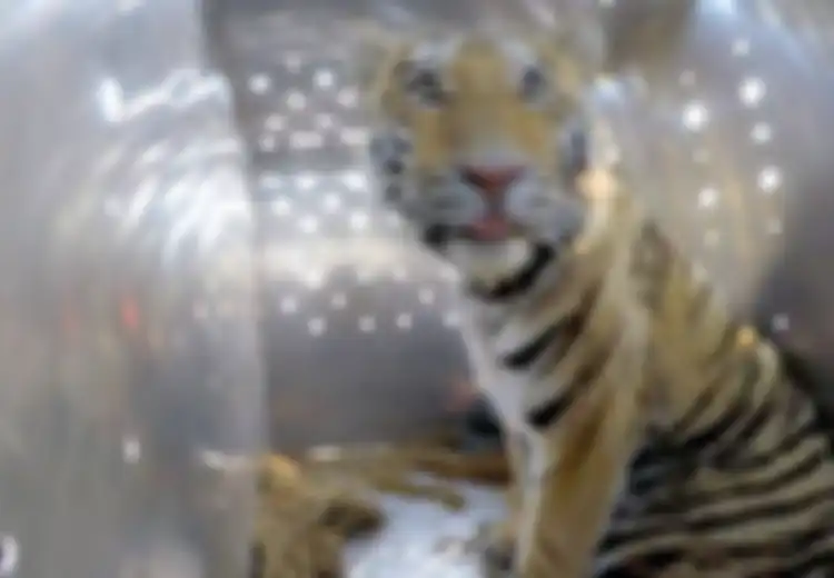 Harimau Siberia Dilepaskan ke Alam Liar, Setahun Kemudian Terdengar Berita Mengejutkan di Dekat Perbatasan Tiongkok