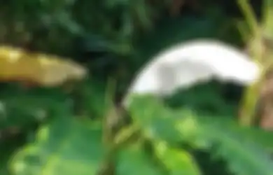 Viral Daun Pisang Berwarna Putih sampai Dikaitkan dengan Hal Mistis, Begini Penjelasan Sang Ahli