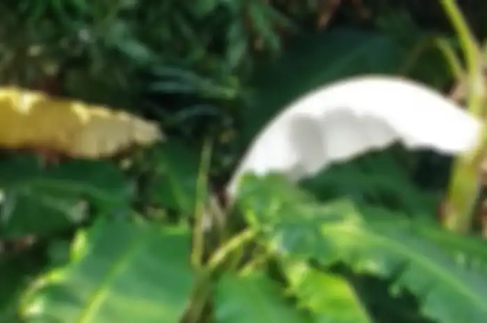 daun pisang berwarna putih