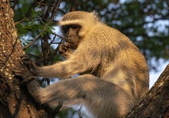 Arti Mimpi Monyet Punya Banyak Makna, Biasanya Sebuah Cerminan Tindakanmu Sebagai Manusia, Simak Penjelasannya! 