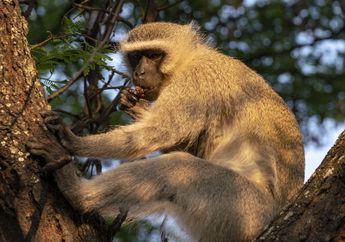 Arti Mimpi Monyet Ternyata Punya Makna Beragam, Namun Perlu Hati-hati Karena Salah Satunya Pertanda Buruk 