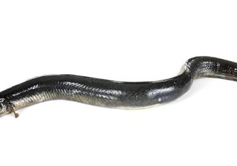 Pria Ini Nekat Masukkan Belut di Tubuhnya untuk Sembuhkan Penyakit Sembelit, Dokter Syok Lihat Apa yang Terjadi Setelahnya