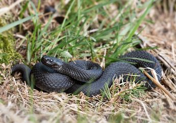 5 Arti Mimpi Melihat Ular Menurut Primbon, Warna Hitam Pertanda Bahaya