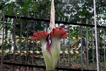 Bunga bangkai (Amorphophallus titanum).