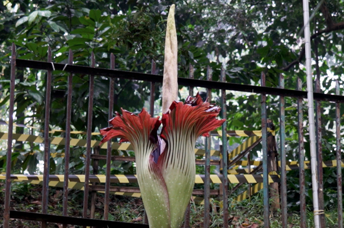 Bunga bangkai (Amorphophallus titanum).