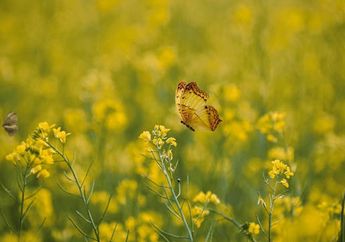 5 Arti Mimpi Kupu-Kupu Kuning,&nbsp;Tanda&nbsp;Kebahagiaan atau Justru Kemalangan? Simak Penjelasannya