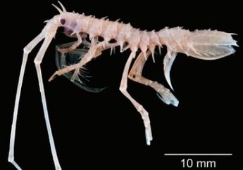 Pulau Sulawesi Jadi Surga Penemuan Spesies Baru Bagi Para Peneliti