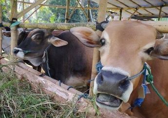 Lagi-lagi Nggak Bisa Ikut Kurban Saat Idul Adha Karena Nggak Ada Dananya, Simak Tips Mengatur Keuangan Agar Bisa Berkurban Setiap Tahun