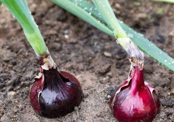 Tak Perlu Beli, Yuk Coba Tanam Bawang Merah Sendiri Hanya dengan Mengandalkan Wadah Telur