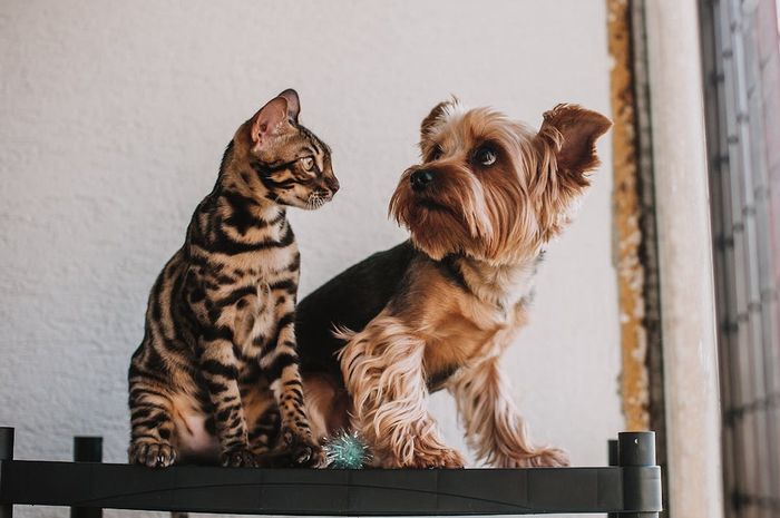 Mana yang Lebih Pintar, Anjing atau Kucing? Sains Ungkap Jawabannya