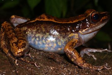 Pulchrana guttman yang ditemukan di pegunungan Busa-Kiamba pulau Mindanao, Filipina.