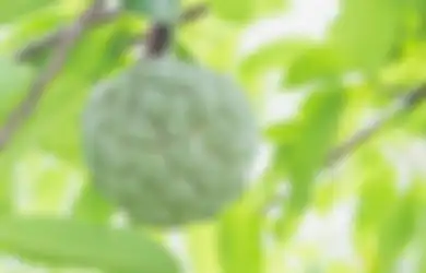Rugi Kalau Nggak Tahu dari Lama, Cobalah Minum Air Jeruk Nipis Hangat Sebelum Tidur, Manfaatnya Luar Biasa Tak Main-main Jarang Bolak-balik RS