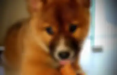 Pungut Anak Anjing yang 'Merengek' Setelah Dijatuhkan Burung Elang di Kebun Rumahnya, Ternyata Hewan Menggemaskan Itu Bukan Anjing Biasa