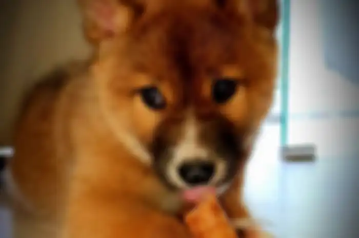 Seorang wanita yang mengadopsi anak anjing terkejut bahwa hewan itu bukanlah anjing biasa seperti yang dipikirkannya.