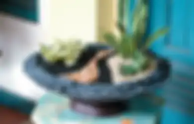 Bagaimana Cara Penyiraman Taman Sansiviera Mini? Terungkap di Sini