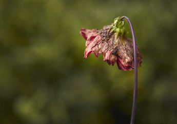 14 Arti Mimpi Melukis Menurut Primbon Jawa, Jika Gambar Bunga Layu, Bersiaplah Hadapi Hal Mengerikan