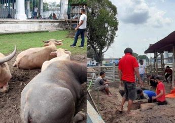 Disebutkan Sebagai Kesayangan Raja Keraton Solo, Kerbau Bule Nyai Manis Mati, Ini Penyebabnya