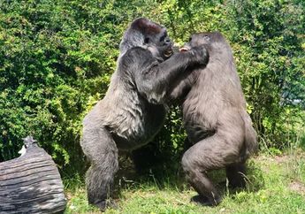 Arti Mimpi Diserang Gorila Ternyata Menggambarkan Kekhawatiran Seseorang Akan Hal Mendasar Ini