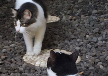 Arti Mimpi Kucing Putih Ternyata Bukan Pertanda Baik, Ada Kesedihan Mendalam hingga Kekayaan Terkuras