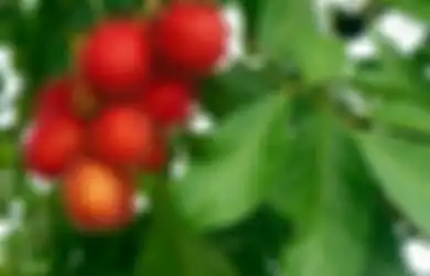 Ngapain Beli Obat Kuat, Air Rebusan Daun Rambutan Justru Ampuh Bikin Suami Lebih Bergairah di Ranjang