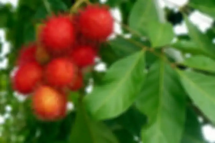 Minum air rebusan daun rambutan untuk kepuasan di malam hari