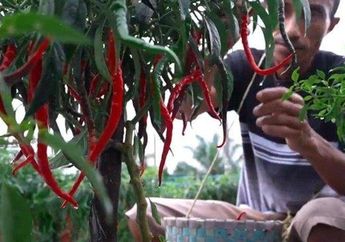 5 Arti Mimpi Panen Cabai, Simbol Keberuntungan atau Justru Tanda Harus Waspada?