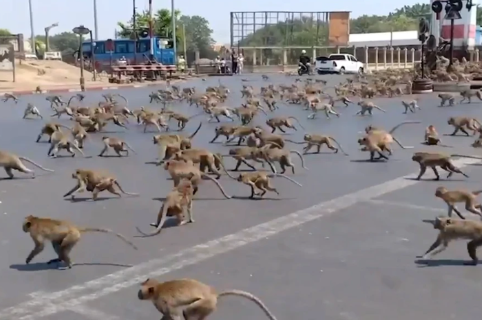 Ratusan monyet serbu kota Lopburi di Thailand untuk cari makan