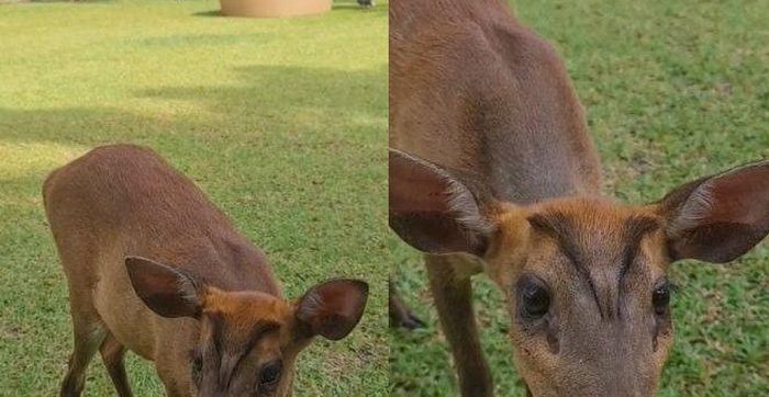 Rusa peliharaan Mayangsari di Purwokerto