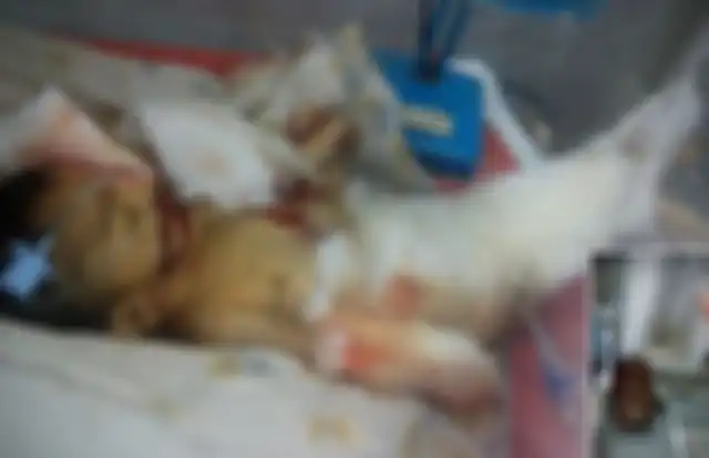 Bayi Berumur 10 Hari Tewas Dibunuh Tikus 