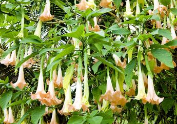 Banyak Tumbuh di Indonesia, Ternyata Kecubung Menjadi Biangnya Obat Paling Mengerikan, Dampaknya Bisa Bikin Halusinasi seperti Kokain