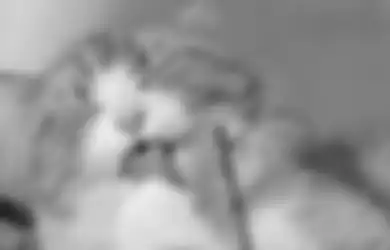 FAKTA Menarik Tentang Duri di Lidah Kucing, Ternyata Ini Fungsinya