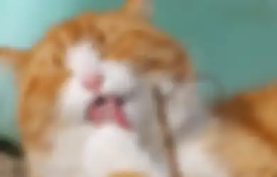 FAKTA Menarik Tentang Duri di Lidah Kucing, Ternyata Ini Fungsinya