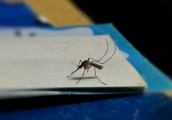 Seisi Rumah Bebas Nyamuk Tanpa Andalkan Obat Kimia, Tipsnya Cuma Taruh Bahan Alami ini Di Dekat Pintu dan Jendela!