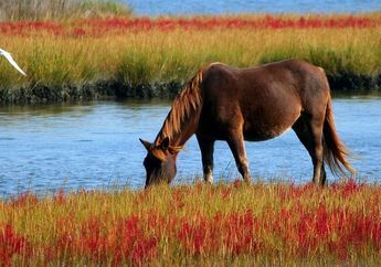 Hewan yang Tinggal di Dataran Tinggi, Salah Satunya Kuda, Kunci Jawaban Kelas 4 SD Tema 3