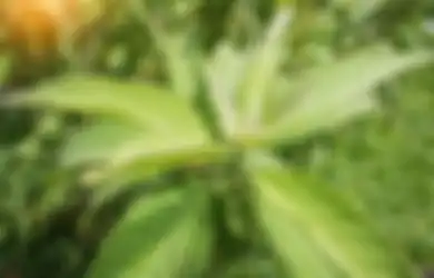 Biasa Tumbuh Liar di Pinggir Jalan, Nyesel Baru Tahu Kalau Minum Air Rebusan Daun Sembung Bisa Gantikan Obat Warung, Ampuh Sembuhkan Diare