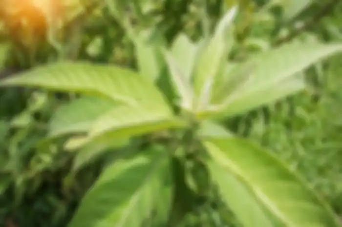 Ilustrasi daun sembung (Blumea balsamifera) 