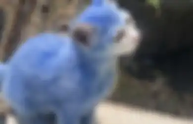 Rame Tren Bulu Kucing Diwarnain, Gimana Sih Dampaknya buat Anabul?