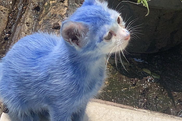 Kucing dengan bulu yang diwarnai biru.