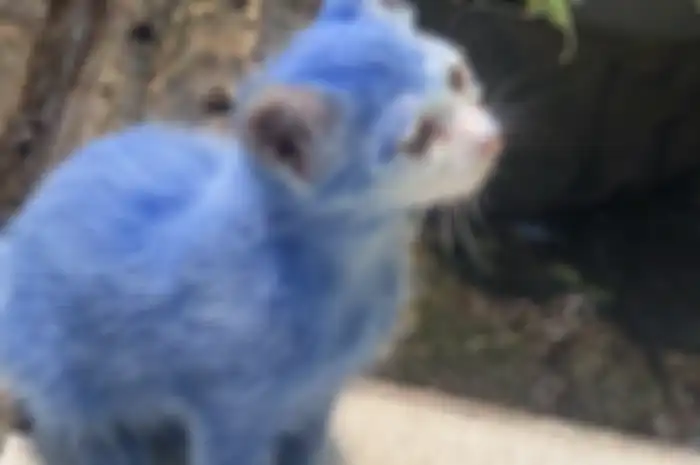 Kucing dengan bulu yang diwarnai biru.