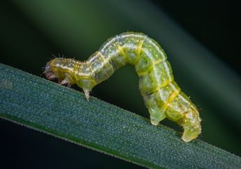 Arti Mimpi Ulat Ternyata Pertanda Buruk, Biasanya Berkaitan dengan Perasaan Cemas sampai Trauma dalam Hidup, Simak Penjelasannya