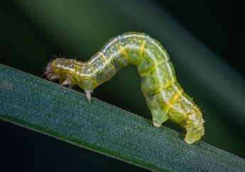 Arti Mimpi tentang Ulat Ternyata Menyiratkan Makna Tak Disangka-sangka, dari Peluang hingga Kematian, Kok Bisa?