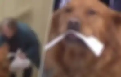Anjing Pintar Ini Antarkan Belanjaan ke Tetangganya yang Lagi Karantina Mandiri