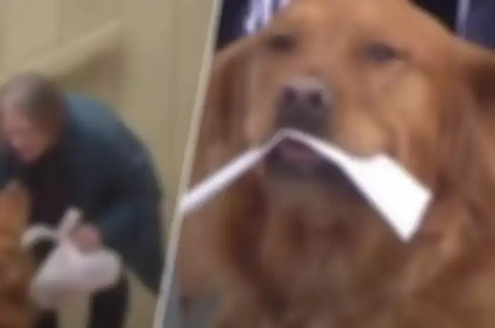 Anjing Pintar Ini Antarkan Belanjaan ke Tetangganya yang Lagi Karantina Mandiri
