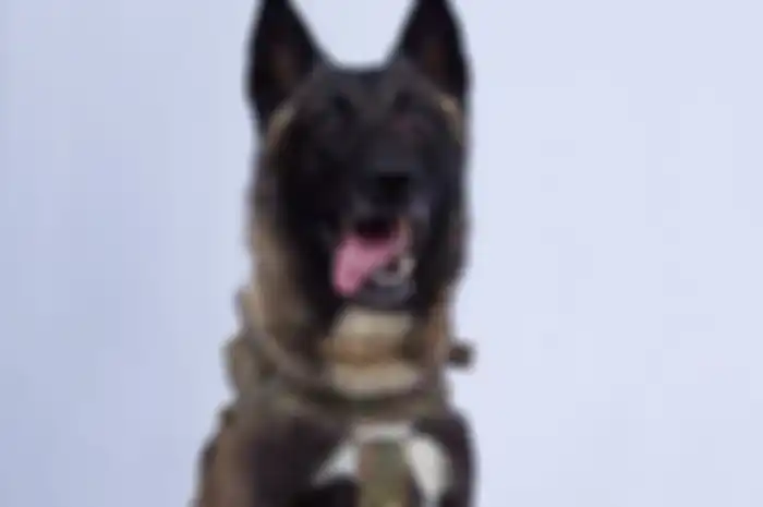 Anjing bernama Conan yang mengejar pemimpin ISIS